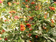Danaus plexippus