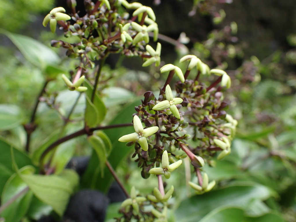 Kadua foggiana