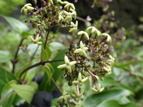 Kadua foggiana