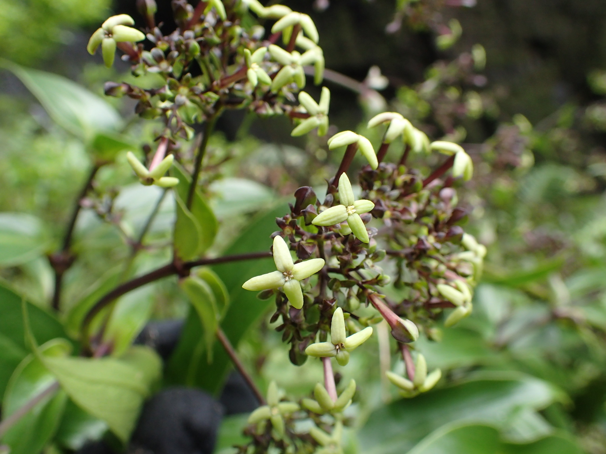 Kadua foggiana