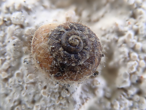 Representative image of Microxeromagna