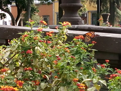 Danaus plexippus