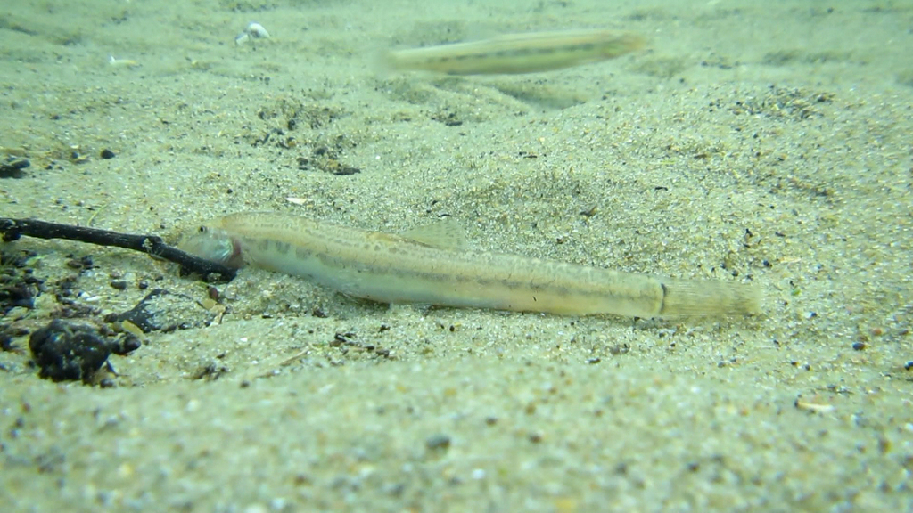Huang He Spined Loach