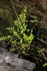 Pellaea pteroides