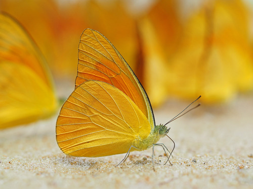 Appias nero (Fabricius, 1793)