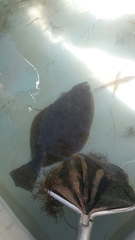 Paralichthys lethostigma