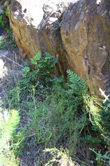 Pellaea pteroides