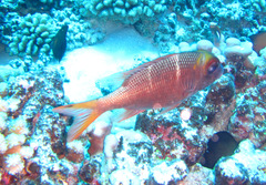 Monotaxis heterodon