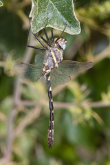Macromia magnifica