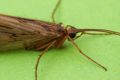 Halesus radiatus