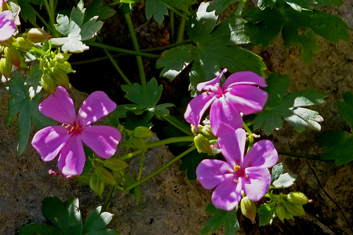 Geranium glaberrimum