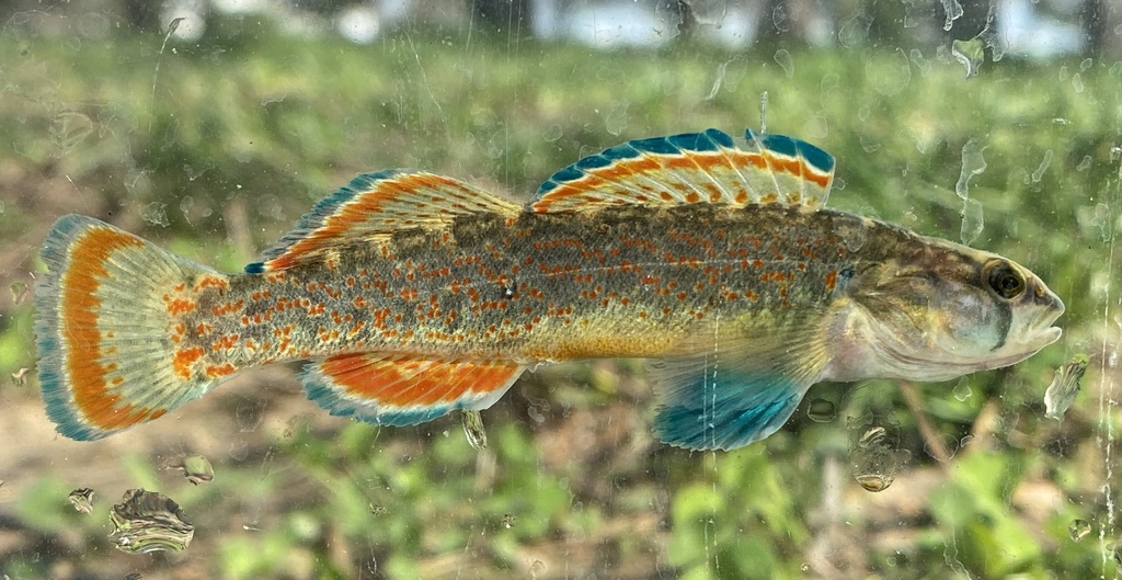 Redfin Darter