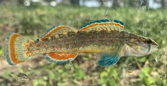 Redfin Darter photo 2