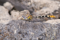 Erpetogomphus compositus