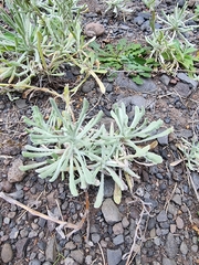 Helichrysum luteoalbum image