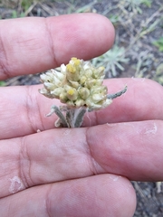 Helichrysum luteoalbum image