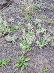 Helichrysum luteoalbum image