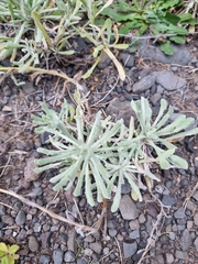 Helichrysum luteoalbum image