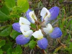 Lupinus variicolor