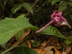 Palicourea colorata, photograph Helio Lourencini, CC BY, iNaturalist via GBIF
