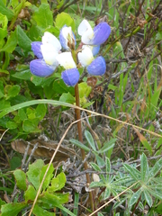 Lupinus variicolor