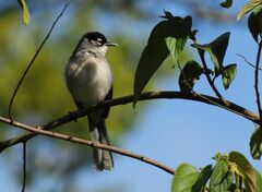 Black-Headed Sibia photo 1