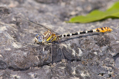 Erpetogomphus compositus
