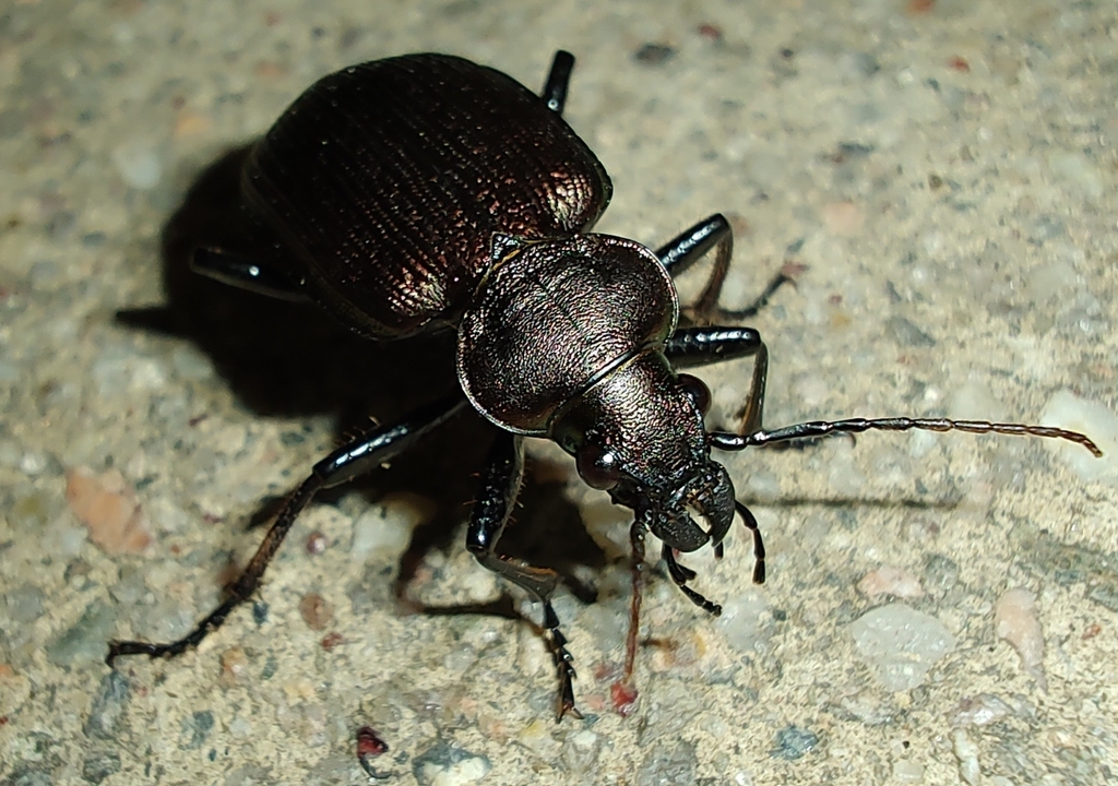 Calosoma argentinense