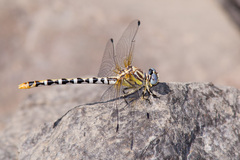 Erpetogomphus compositus