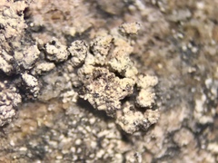 Lecidella carpathica