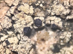 Lecidella carpathica