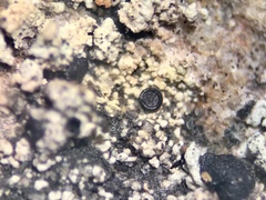 Lecidella carpathica