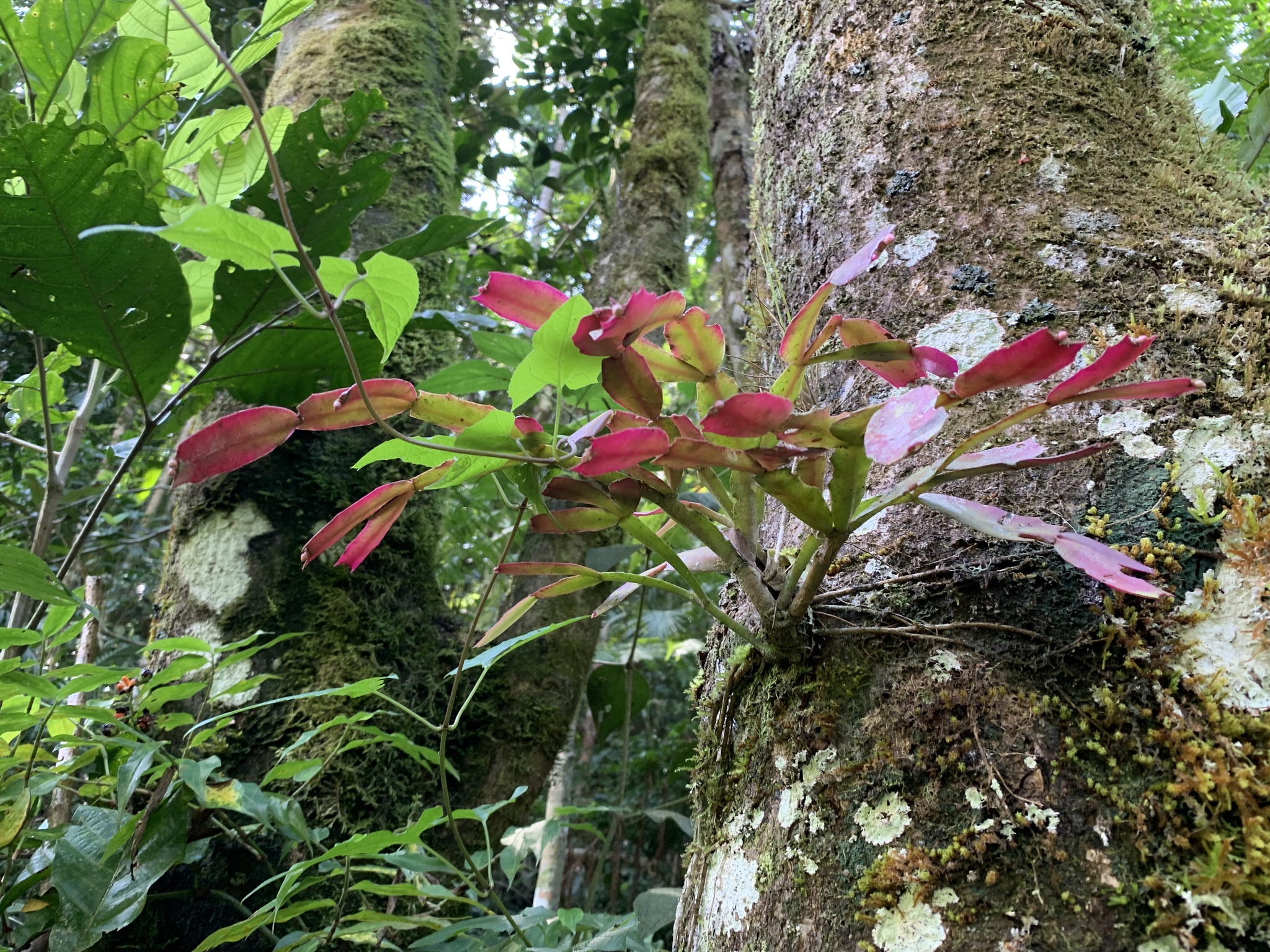Imagem de Flor-de-maio