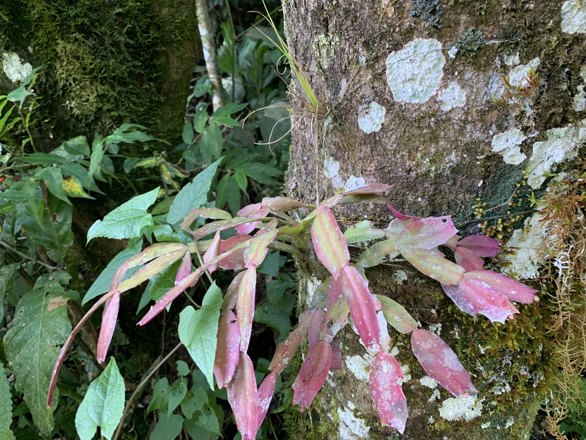 Imagem de Flor-de-maio