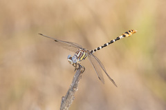 Erpetogomphus compositus