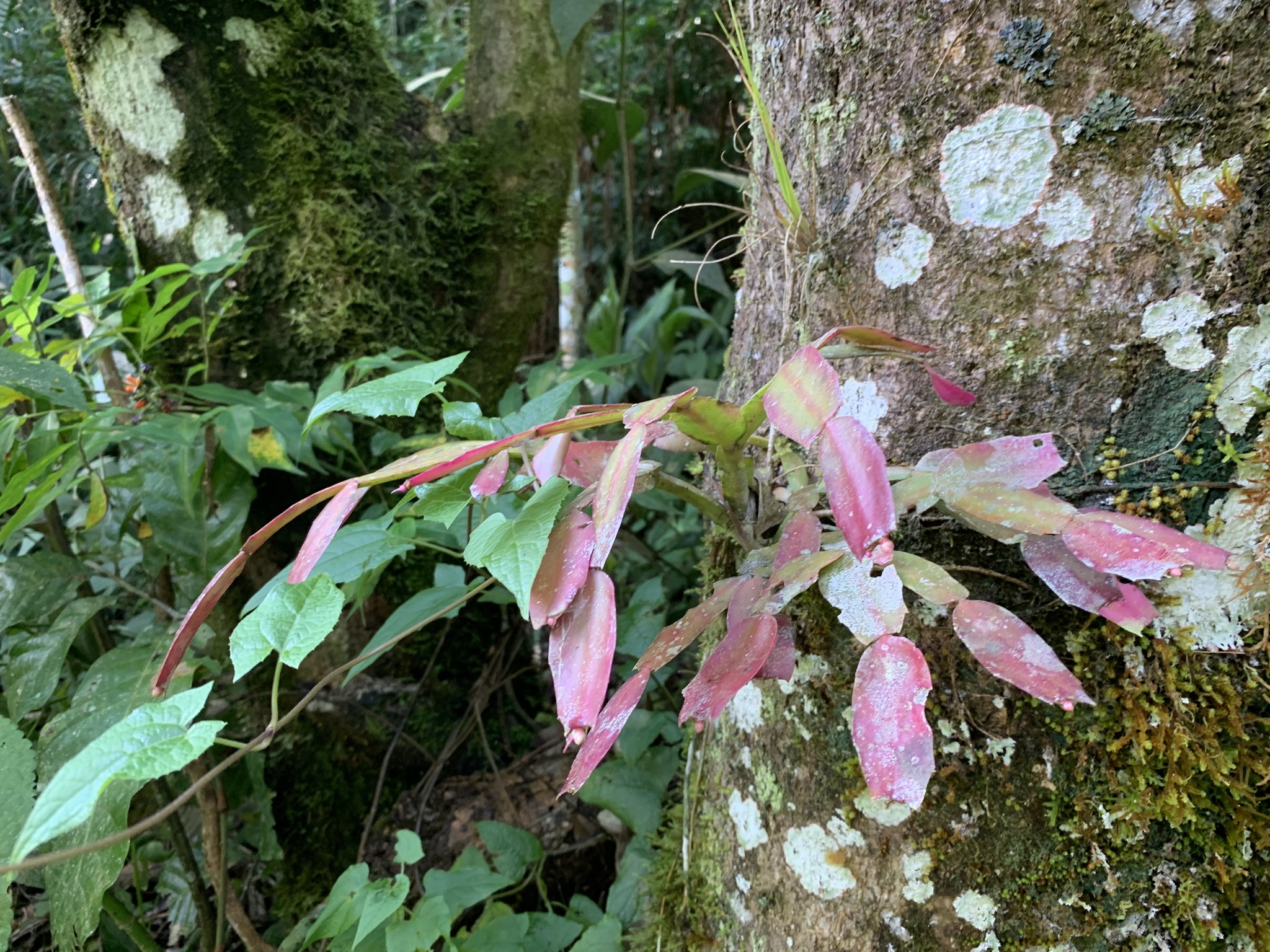 Imagem de Flor-de-maio