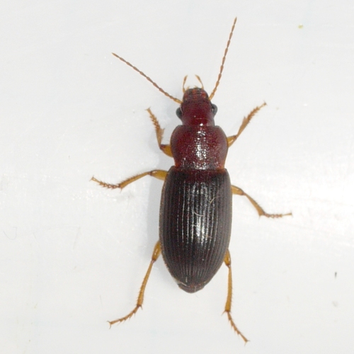 Puncture-headed harp ground beetle photo 4