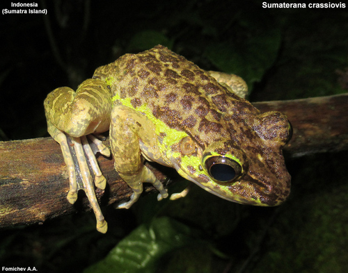 Kenrici Cascade Frog, Sumaterana crassiovis