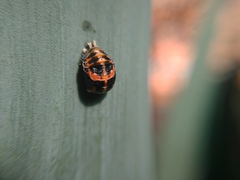 Harmonia axyridis