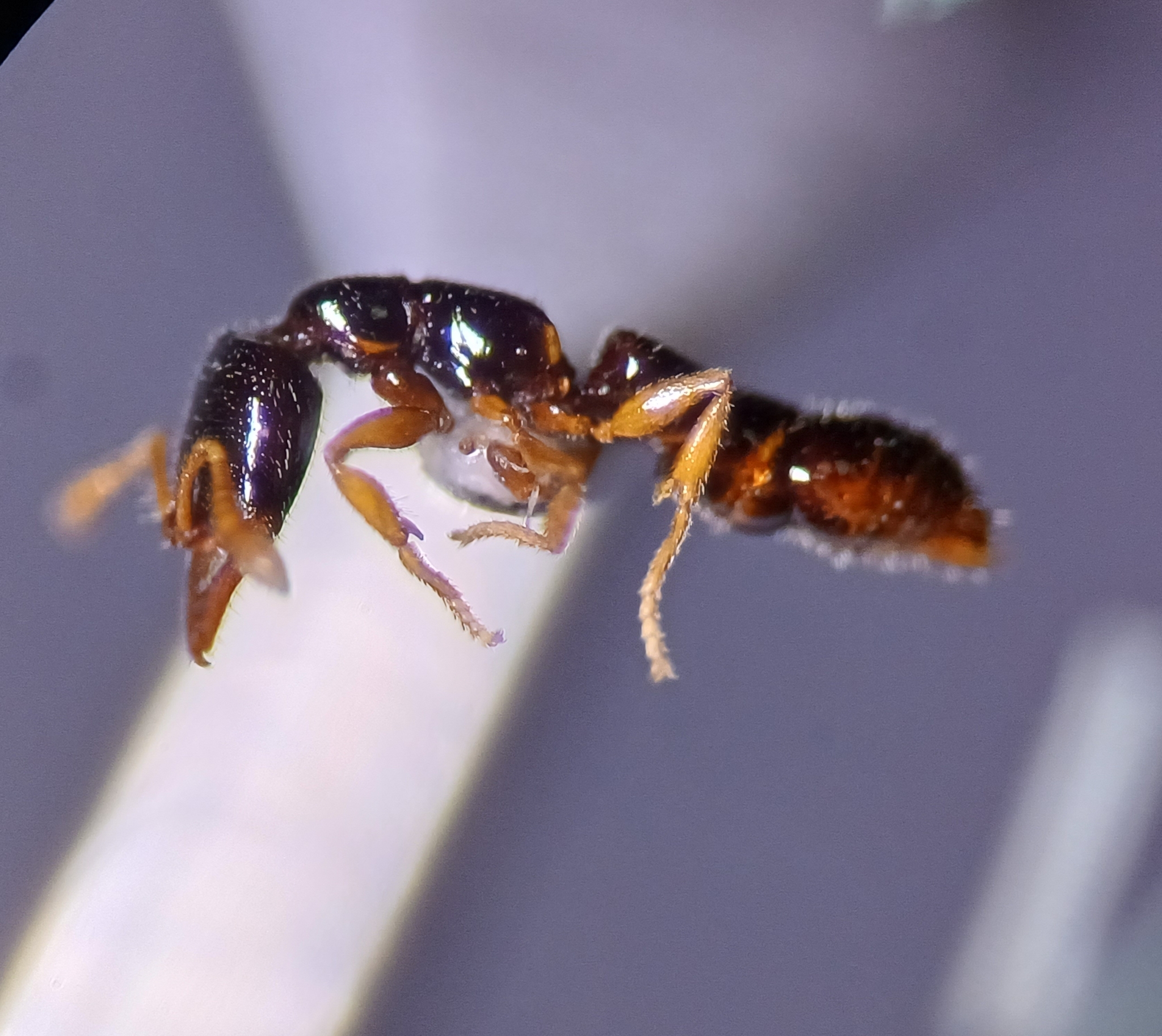 Fulakora agostii