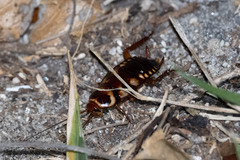 Periplaneta australasiae image