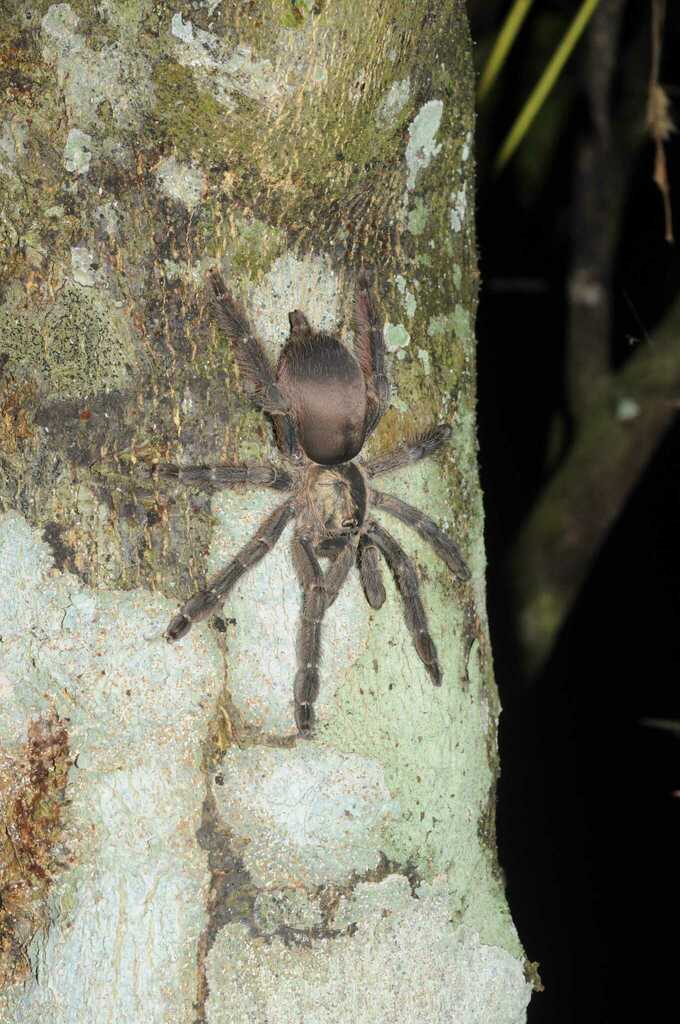 Tapinauchenius herrerai