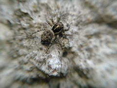 Menemerus semilimbatus