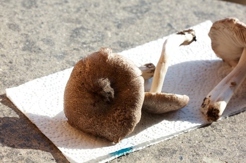 Tricholoma orirubens — (c) Matteo Piccinini, some rights reserved (CC BY)