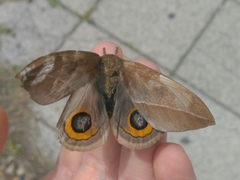 Automeris naranja