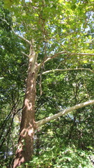 Platanus occidentalis