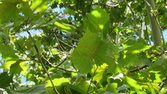 Platanus occidentalis