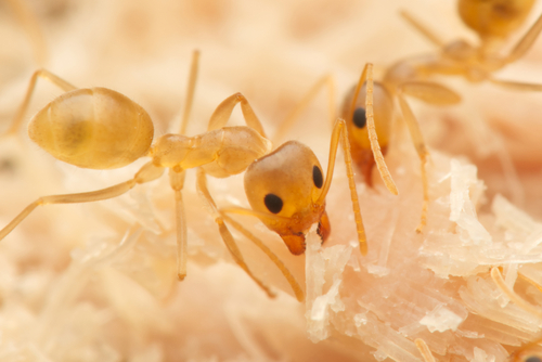 淡色虹臭蚁Iridomyrmex pallidus