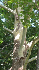 Platanus occidentalis