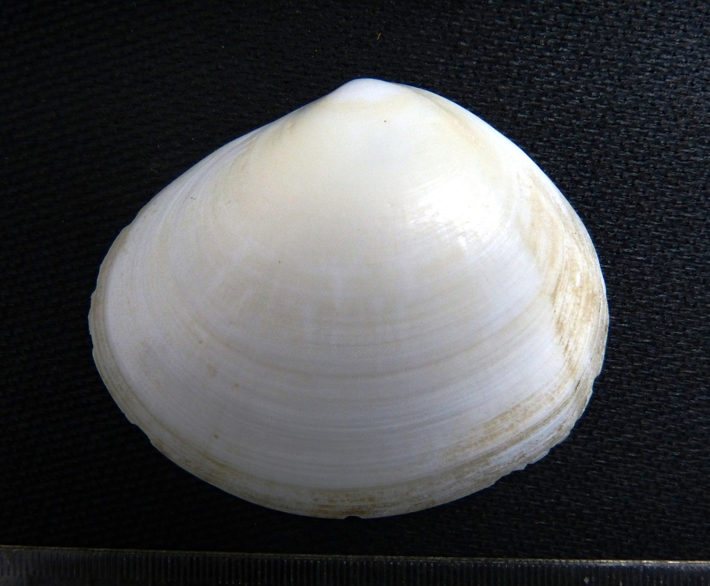 Semele laevis